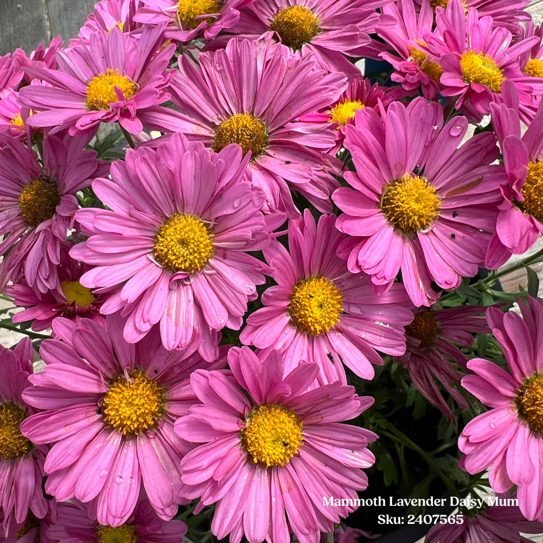 Mammoth Lavender Daisy Mum 1 gal - Image 2