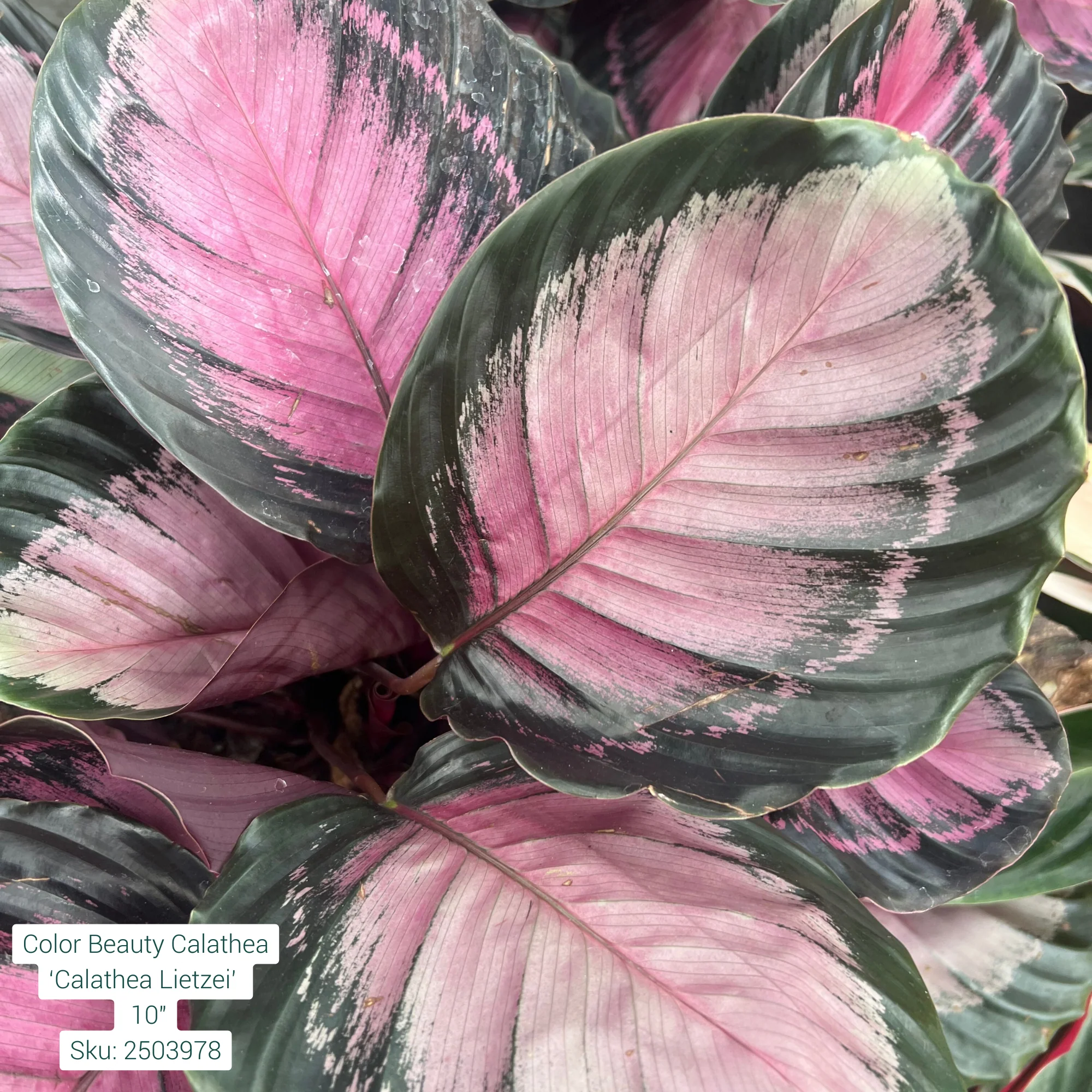 Color Beauty Calathea ‘Calathea Lietzei’ 10in Pot - Image 2