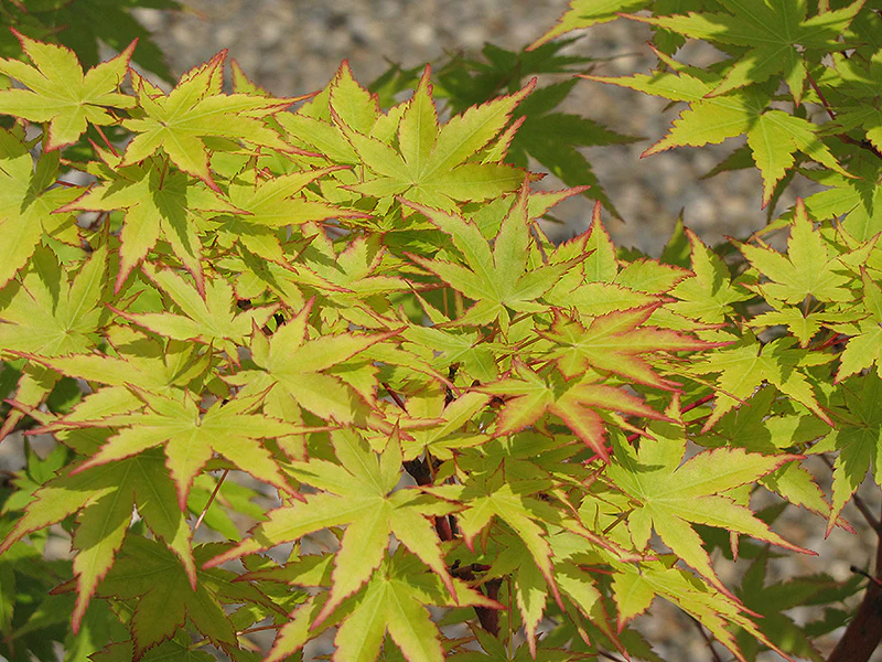 Coral Bark Japanese Maple - Acer palmatum 'Sango Kaku' - 5'-6' Foot Ball & Burlap Tree - Image 2