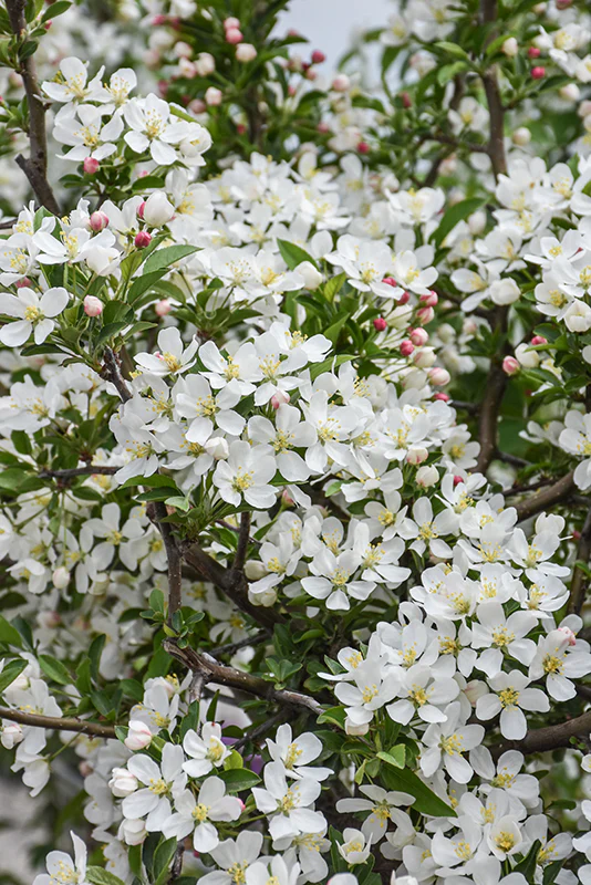 'Firebird' Crabapple - Malus sargentii - 2" Caliper Ball & Burlap Tree - Image 2