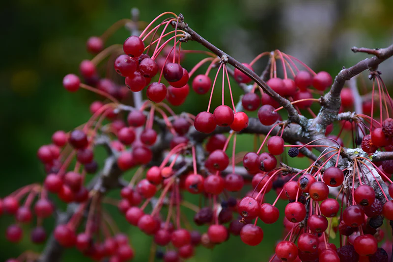 'Firebird' Crabapple - Malus sargentii - 2" Caliper Ball & Burlap Tree - Image 5