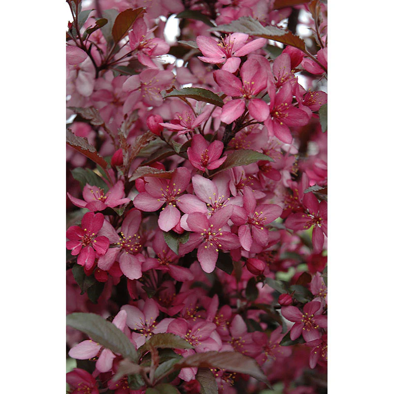 Crabapple Tree - Malus - 15 Gallon Potted Tree - Image 2