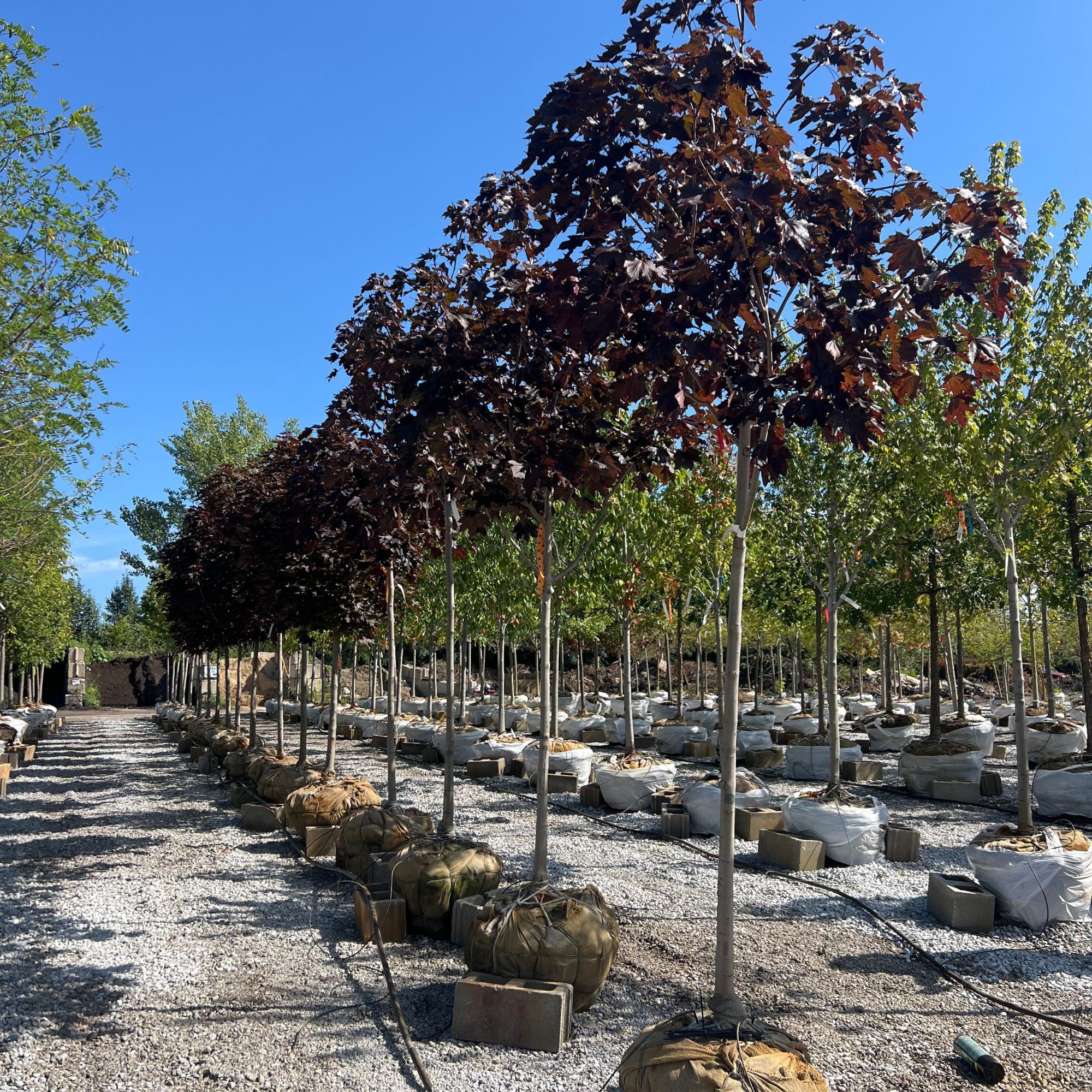 Crimson King Norway Maple - Acer platanoides - Ball & Burlap Tree (Multiple Sizes) - Image 3