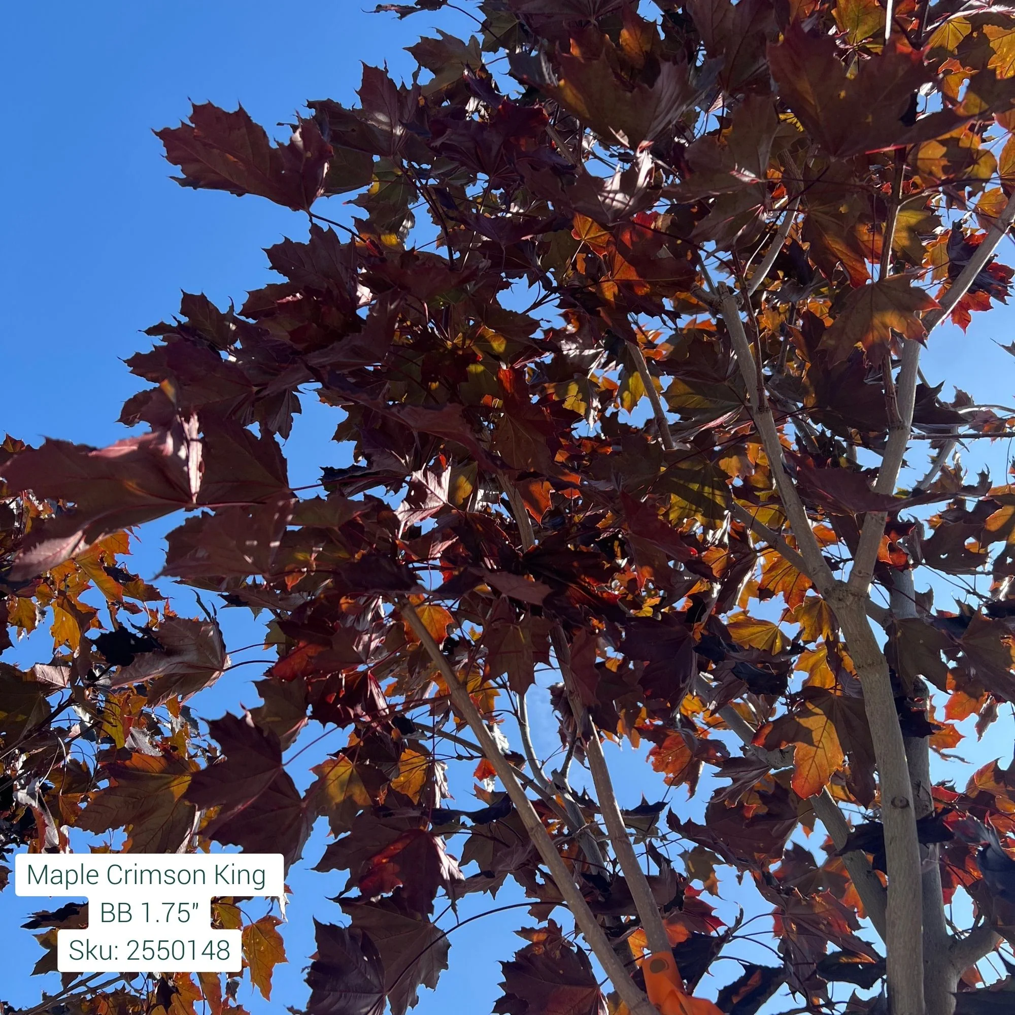 Crimson King Norway Maple - Acer platanoides - Ball & Burlap Tree (Multiple Sizes) - Image 5