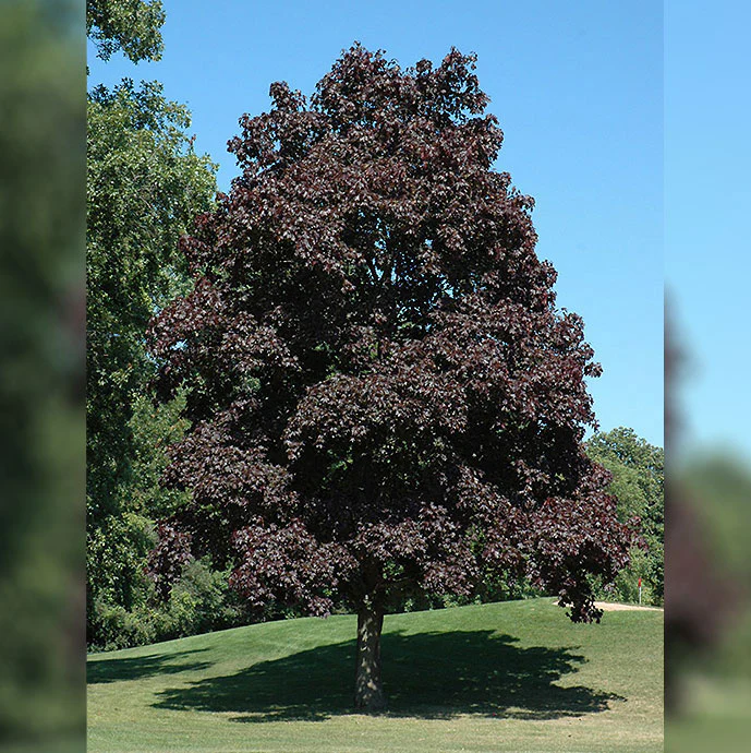 Crimson King Norway Maple - Acer platanoides - Ball & Burlap Tree (Multiple Sizes) - Image 6
