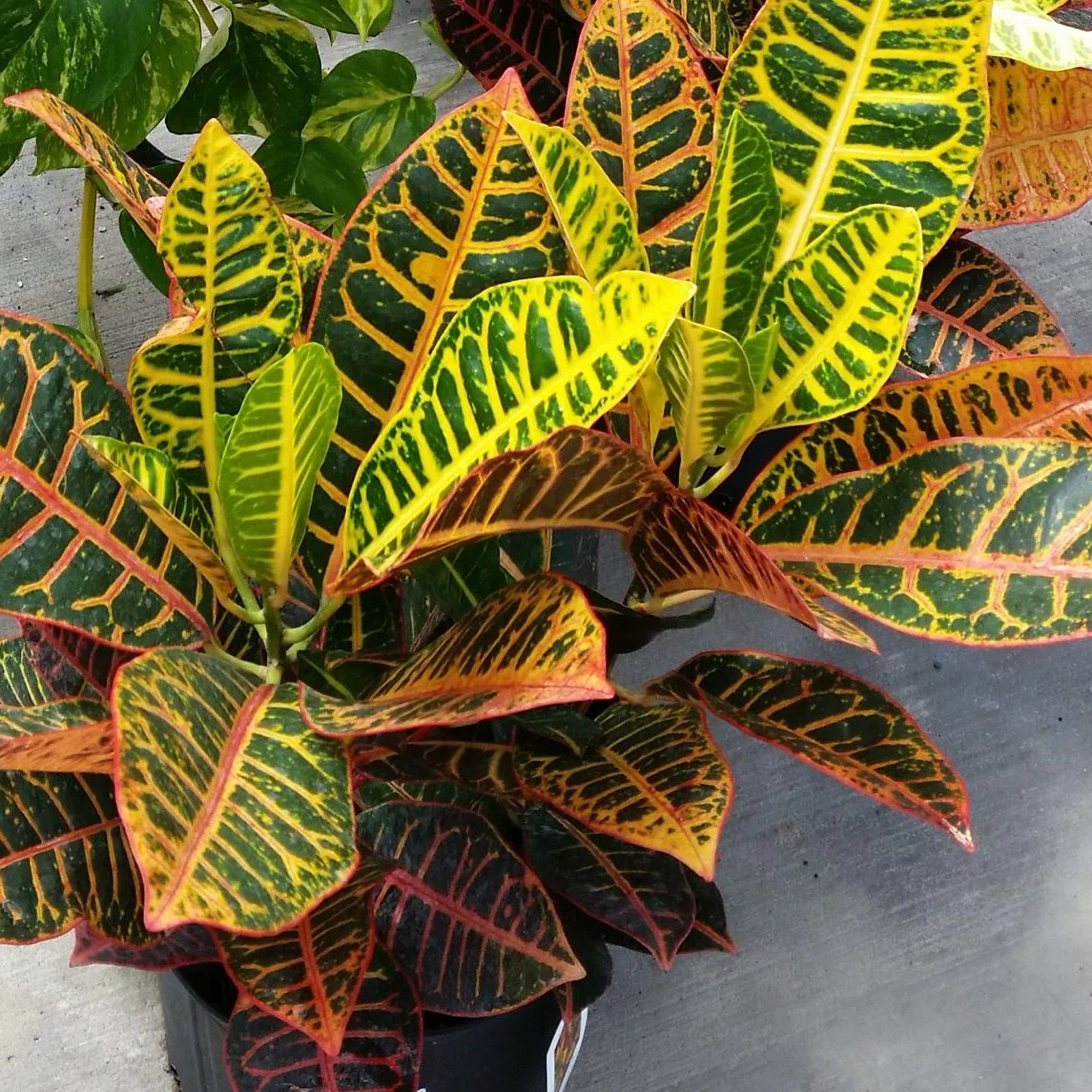 Croton, Petra, 6in