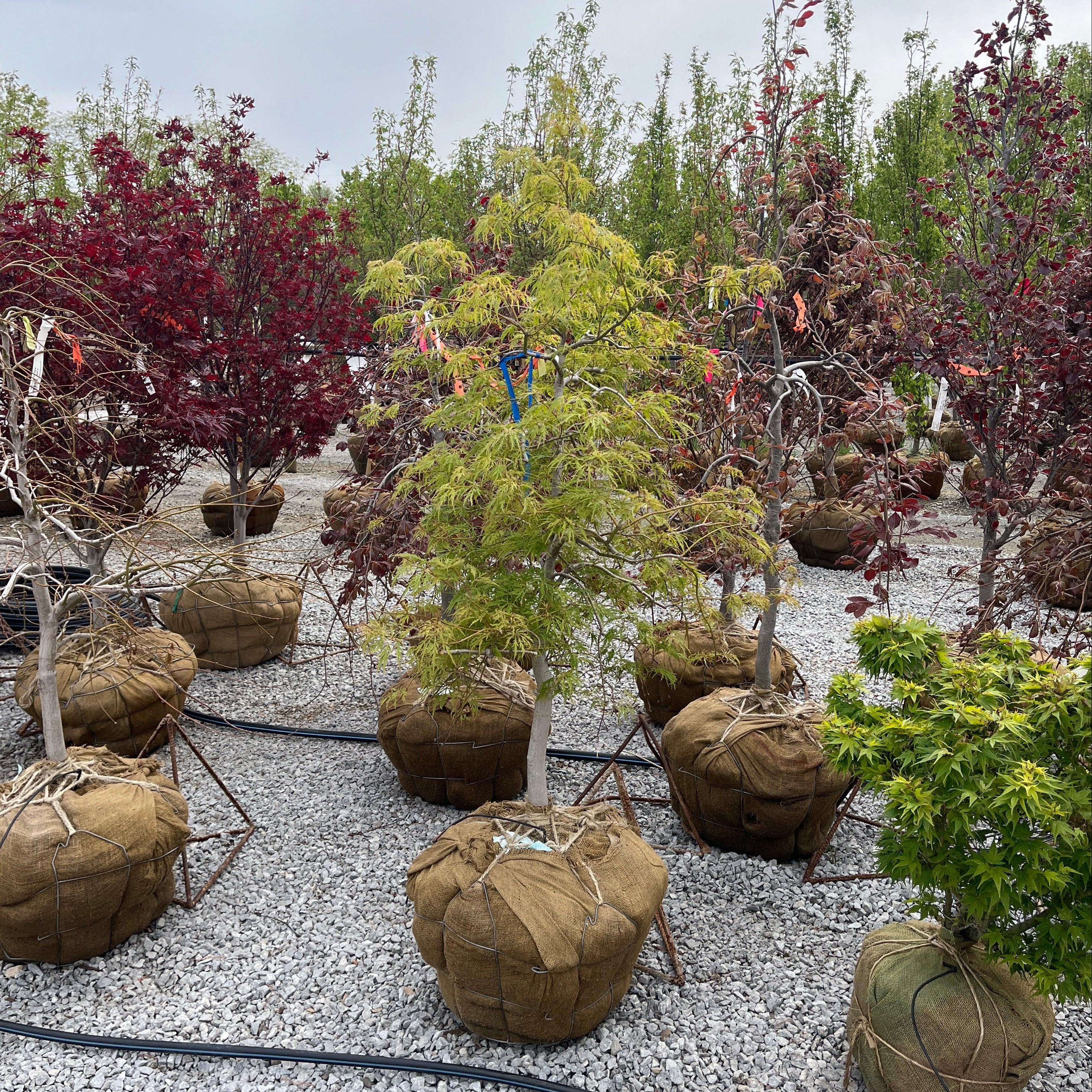 Cutleaf Japanese Maple - Acer palmatum 'Dissectum Viridis' - Ball & Burlap Tree (Multiple Sizes)