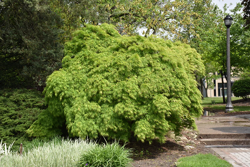Cutleaf Japanese Maple - Acer palmatum 'Dissectum Viridis' - Ball & Burlap Tree (Multiple Sizes) - Image 2