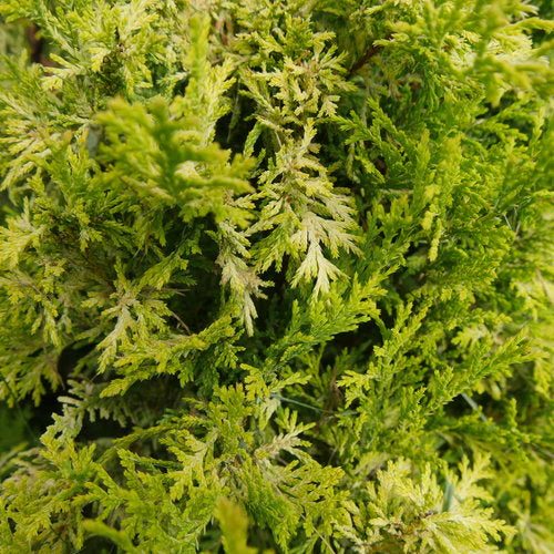 Chamaecyparis Soft Serve Gold - 3 Gallon Potted Evergreen Shrub - Image 2