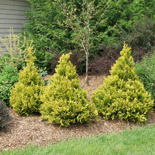 Chamaecyparis Soft Serve Gold - 3 Gallon Potted Evergreen Shrub - Image 3