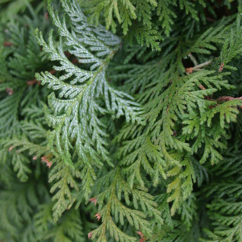 Chamaecyparis Soft Serve - 3 Gallon Potted Evergreen Shrub