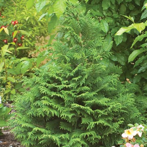 Chamaecyparis Soft Serve - 3 Gallon Potted Evergreen Shrub - Image 2