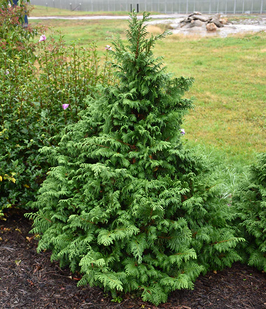 Chamaecyparis Soft Serve - 3 Gallon Potted Evergreen Shrub - Image 4