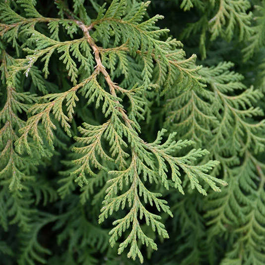 Chamaecyparis Soft Serve - 3 Gallon Potted Evergreen Shrub - Image 5