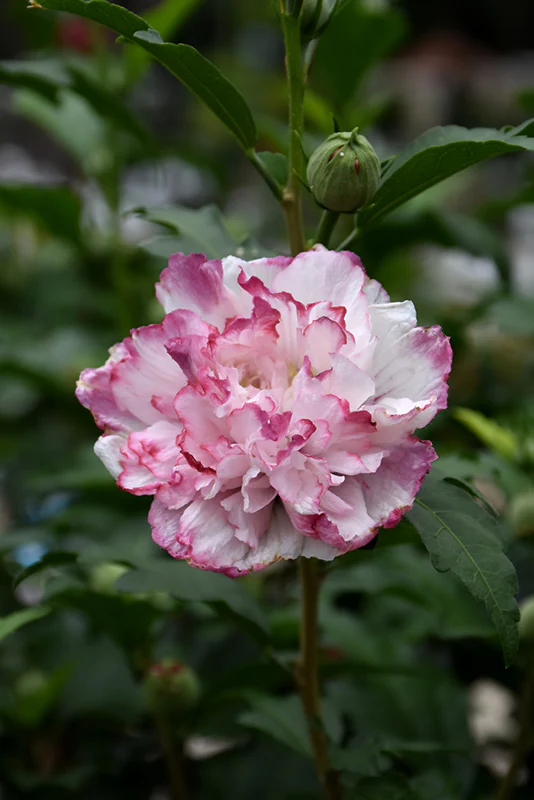Danica Rose of Sharon - Hibiscus syriacus - 6 Gallon Potted Shrub