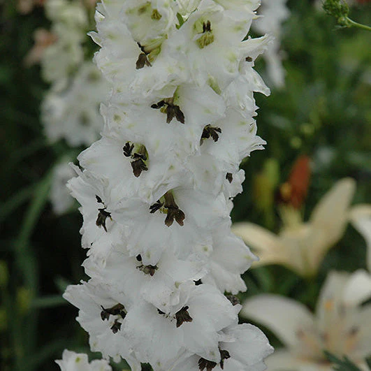 Delphinium Larkspur Cherry Blossom White Bee - 8" Potted Perennial