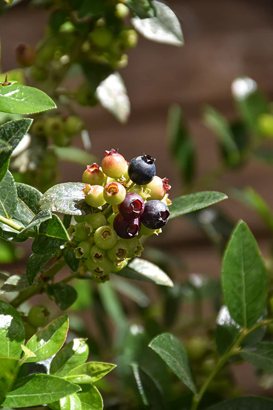 BerryBux® Lowbush Blueberry - Vaccinium - 7.5" Potted Shrub