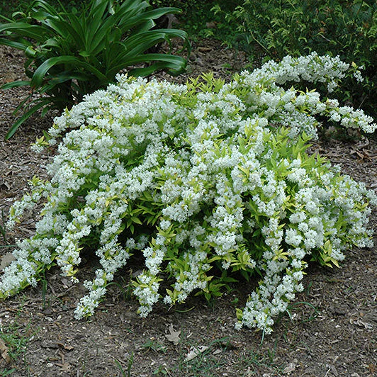 Chardonnay Pearls Deutzia – Deutzia gracilis - 2 Gallon Pot