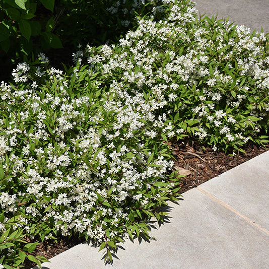 Chardonnay Pearls Deutzia – Deutzia gracilis - 2 Gallon Pot - Image 2
