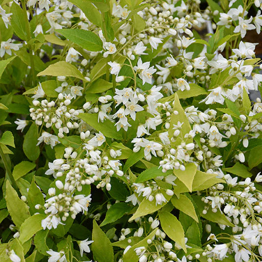 Chardonnay Pearls Deutzia – Deutzia gracilis - 2 Gallon Pot - Image 3
