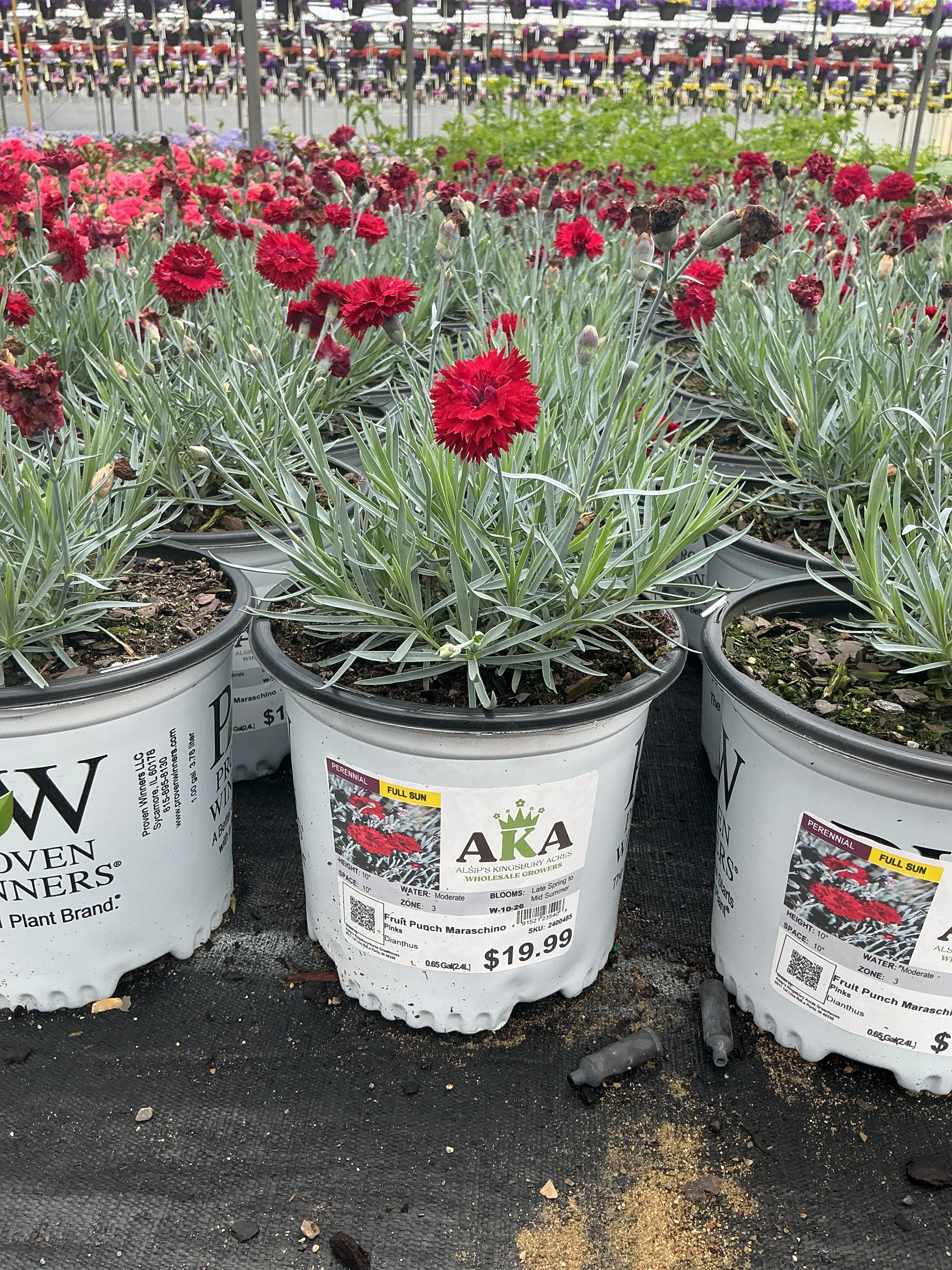 Dianthus Pinks Fruit Punch Maraschino - 6" Perennial - 6" Potted Perennial - Image 2