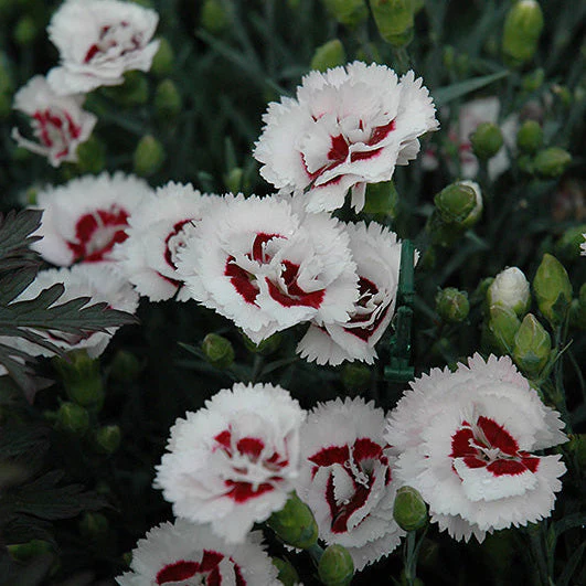Dianthus Pinks Scent First Coconut Surprise - 6" Perennial - 6" Potted Perennial