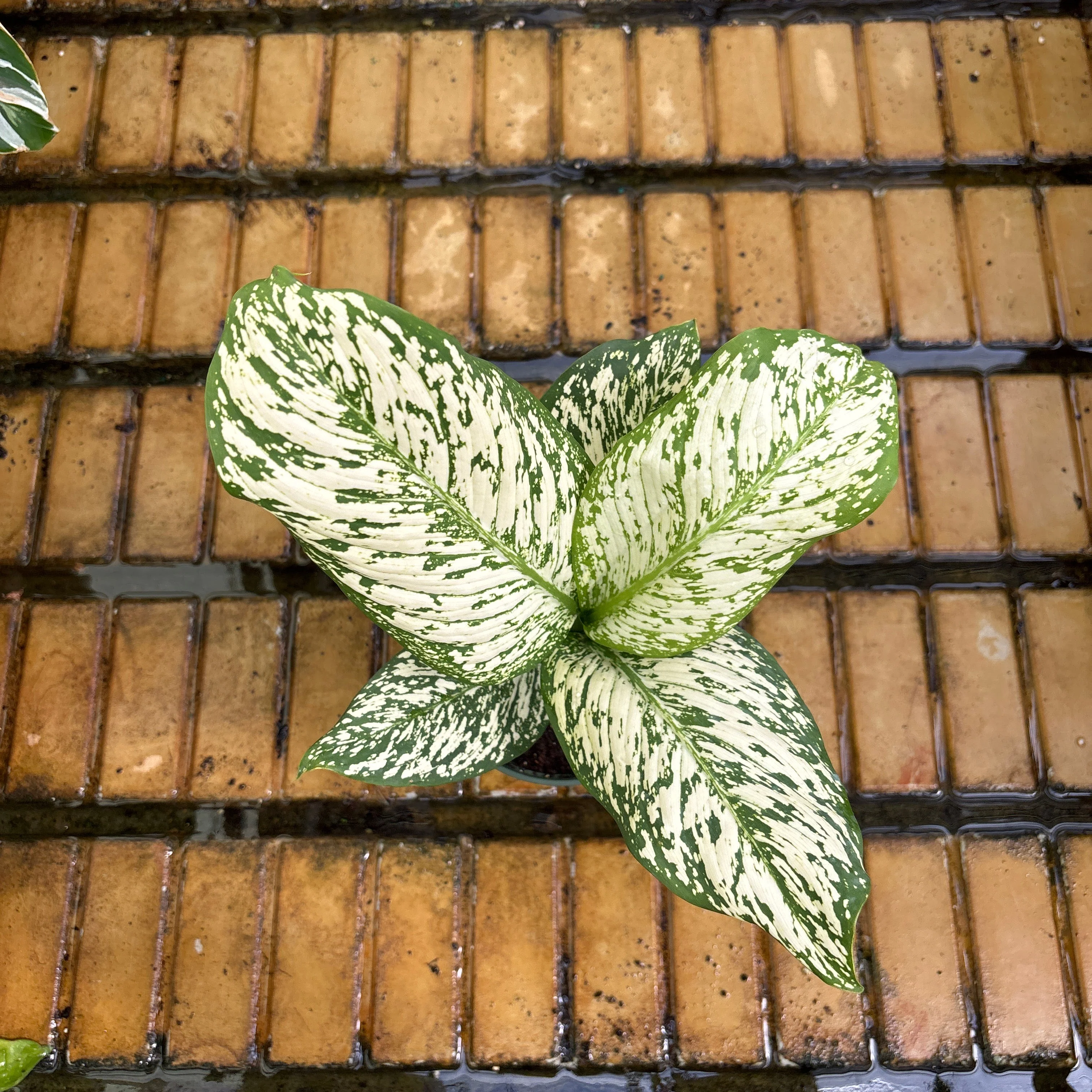 Dieffenbachia White Etna - Dieffenbachia sp - 4" Pot