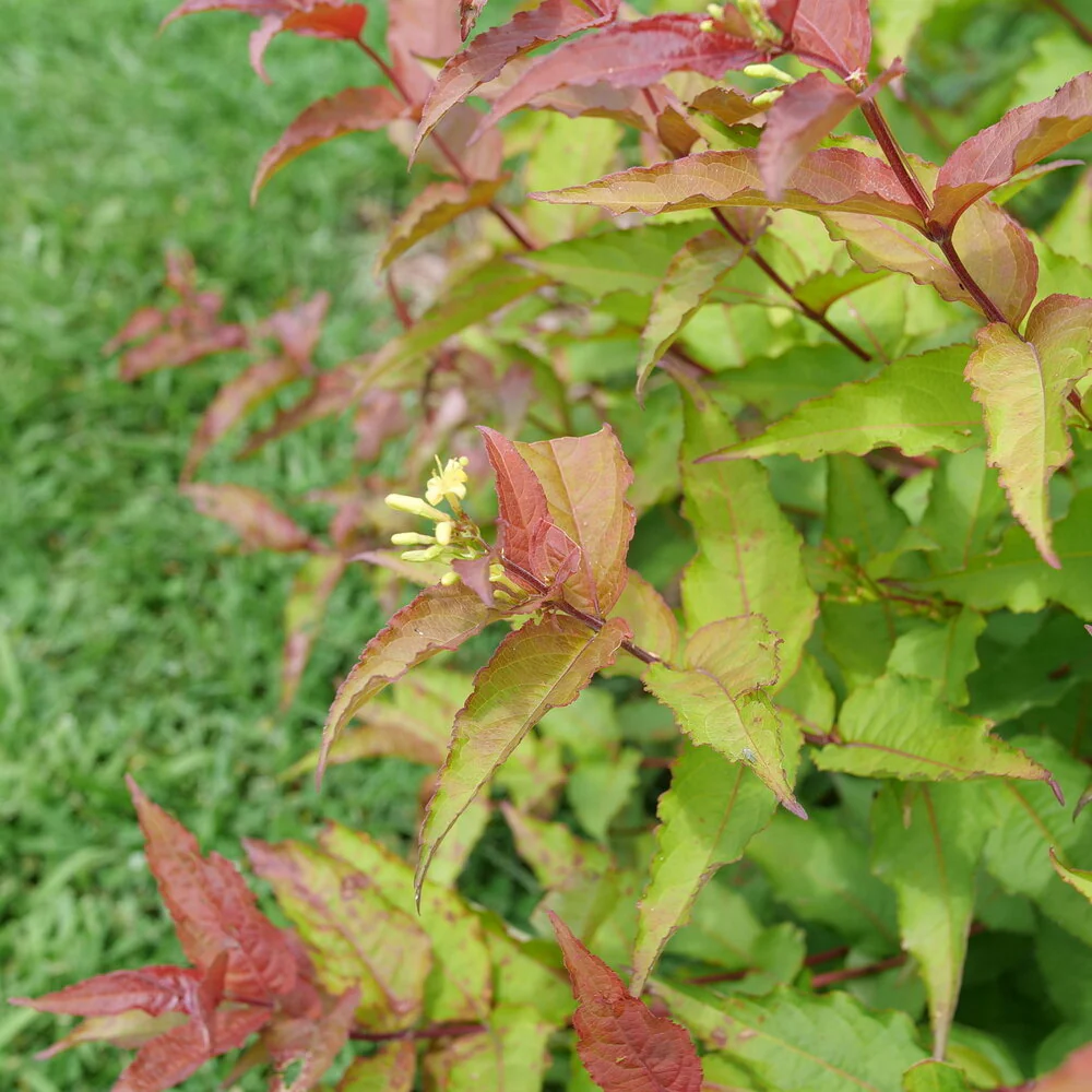 Diervilla Kodiak Red 2.0 - 3 Gallon Pot - Image 2