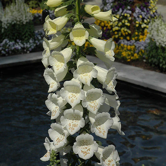 Digitalis Foxglove Dalmatian White - 8" Potted Perennial