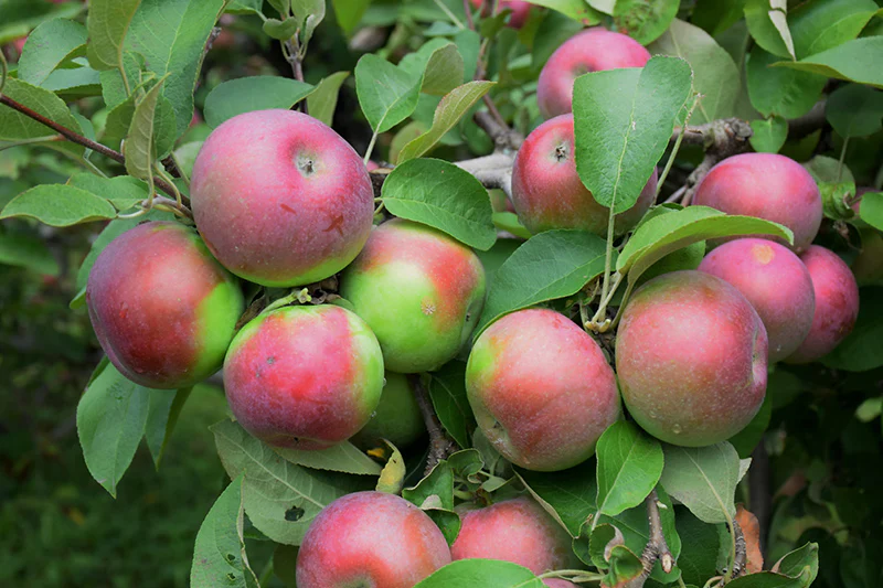 Macintosh Apple - Malus - 7# Potted Tree
