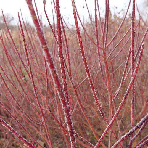 Arctic Fire Dogwood, Cornus stolonifera - 3 Gallon Pot