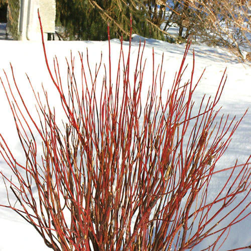 Arctic Fire Dogwood, Cornus stolonifera - 3 Gallon Pot - Image 2