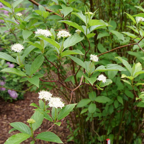 Arctic Fire Dogwood, Cornus stolonifera - 3 Gallon Pot - Image 3