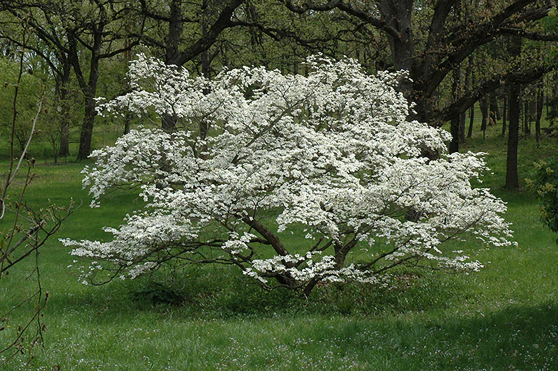 Cherokee Princess Flowering Dogwood - Cornus florida - 1.25" Caliper Ball & Burlap Ornamental Tree - Image 3