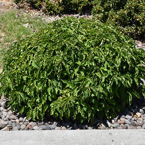 Kelsey Dogwood – Cornus stolonifera - 5 Gallon Pot