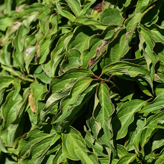 Kelsey Dogwood – Cornus stolonifera - 5 Gallon Pot - Image 2