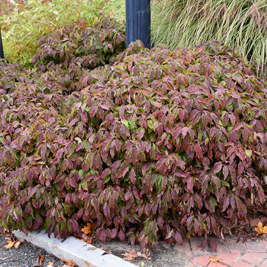 Kelsey Dogwood – Cornus stolonifera - 5 Gallon Pot - Image 3