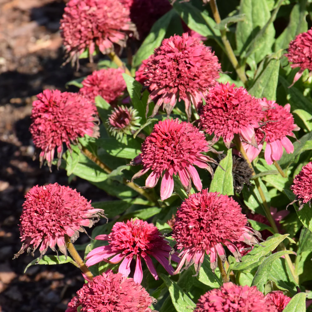 Double Coded® Raspberry Beret Coneflower, 1 Gal