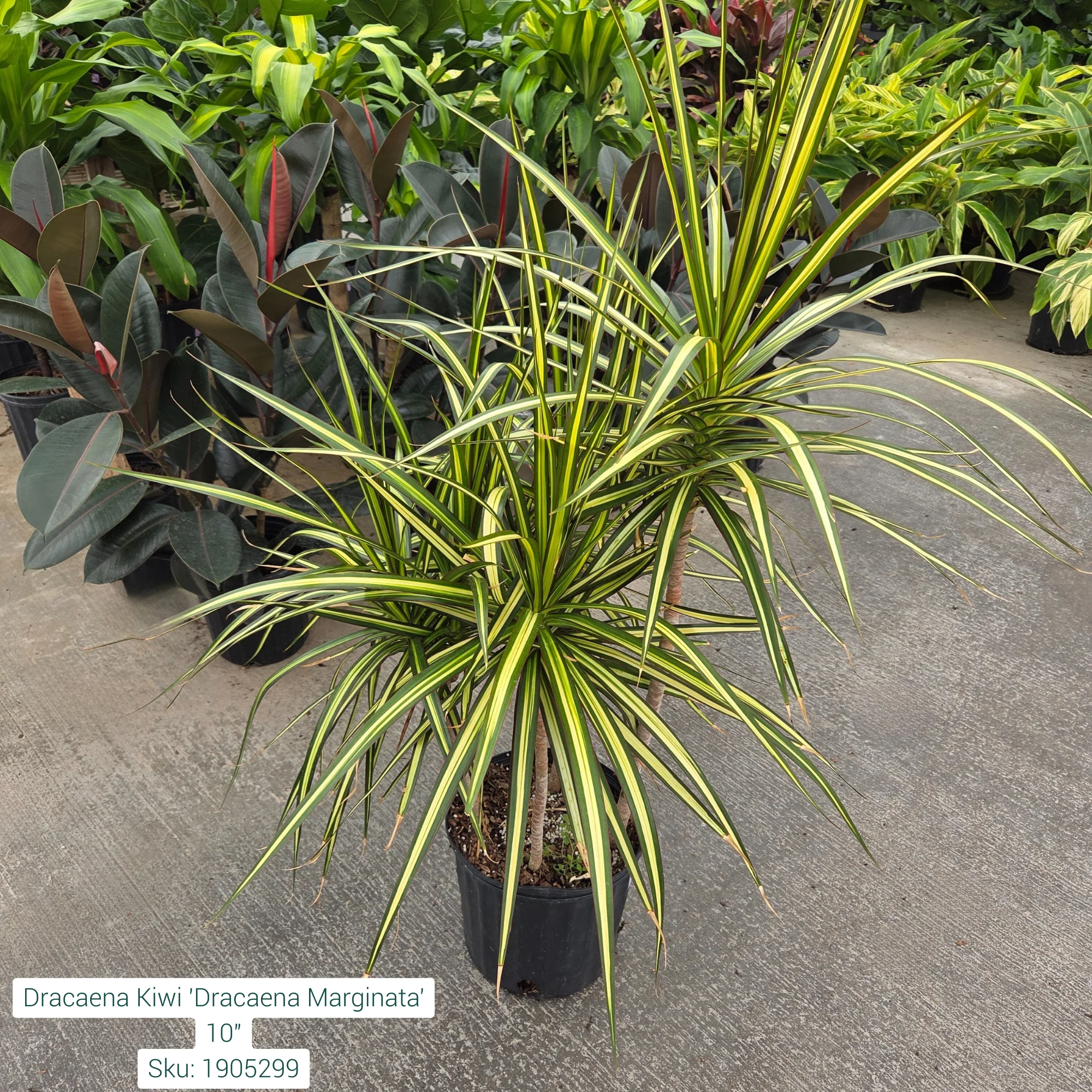 Dracaena Kiwi 'Dracaena Marginata' 10in Pot - Image 2