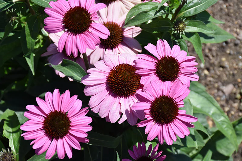 Echinacea Coneflower Color Coded The Fuchsia Is Bright - 8" Potted Perennial