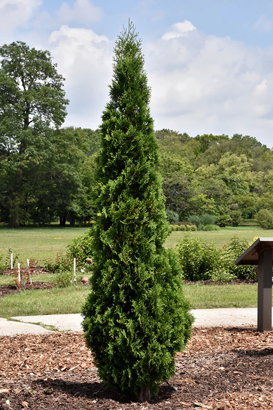 North Pole® Arborvitae - Thuja occidentalis 'Art Boe' - Potted Tree (Multiple Sizes)