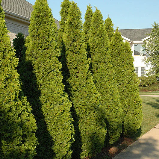Emerald Green Arborvitae - Thuja occidentalis 'Smaragd' - Potted Shrub (Multiple Sizes) - Image 3