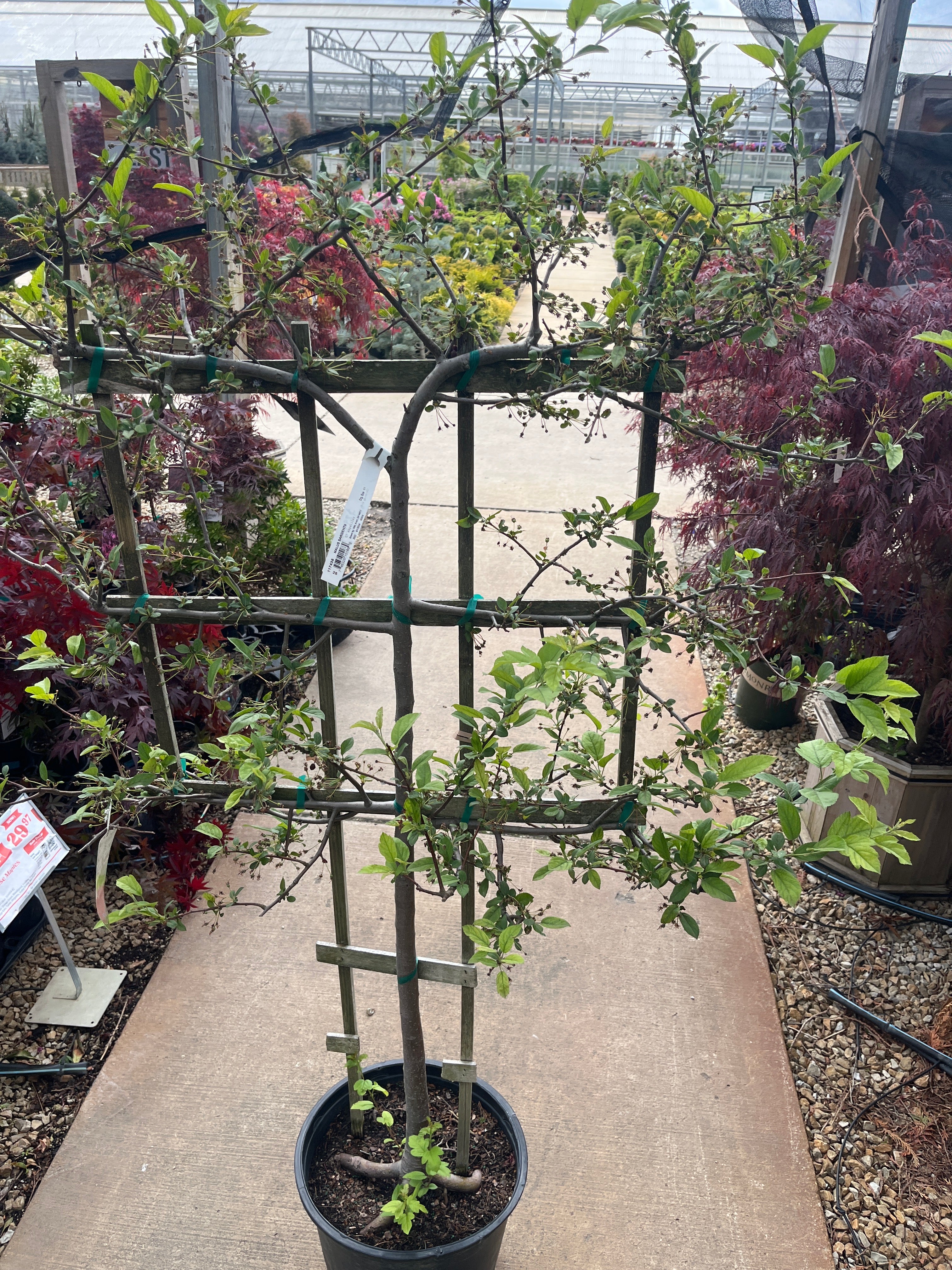 Crabapple (Espalier) - Malus - 7 Gallon Potted Tree - Image 3