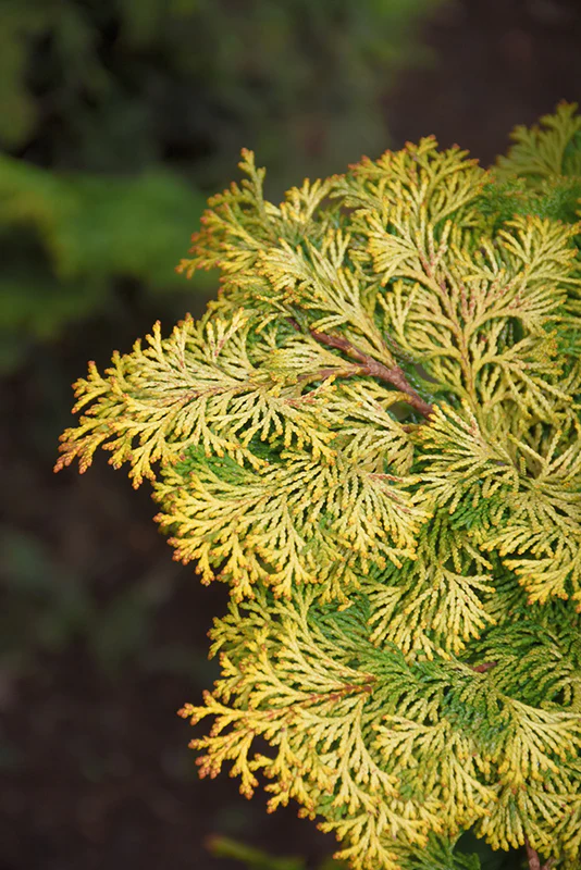 Golden Hinoki Falsecypress - Chamaecyparis obtusa 'Aurea' - Ball & Burlap Tree (Multiple Sizes) - Image 3