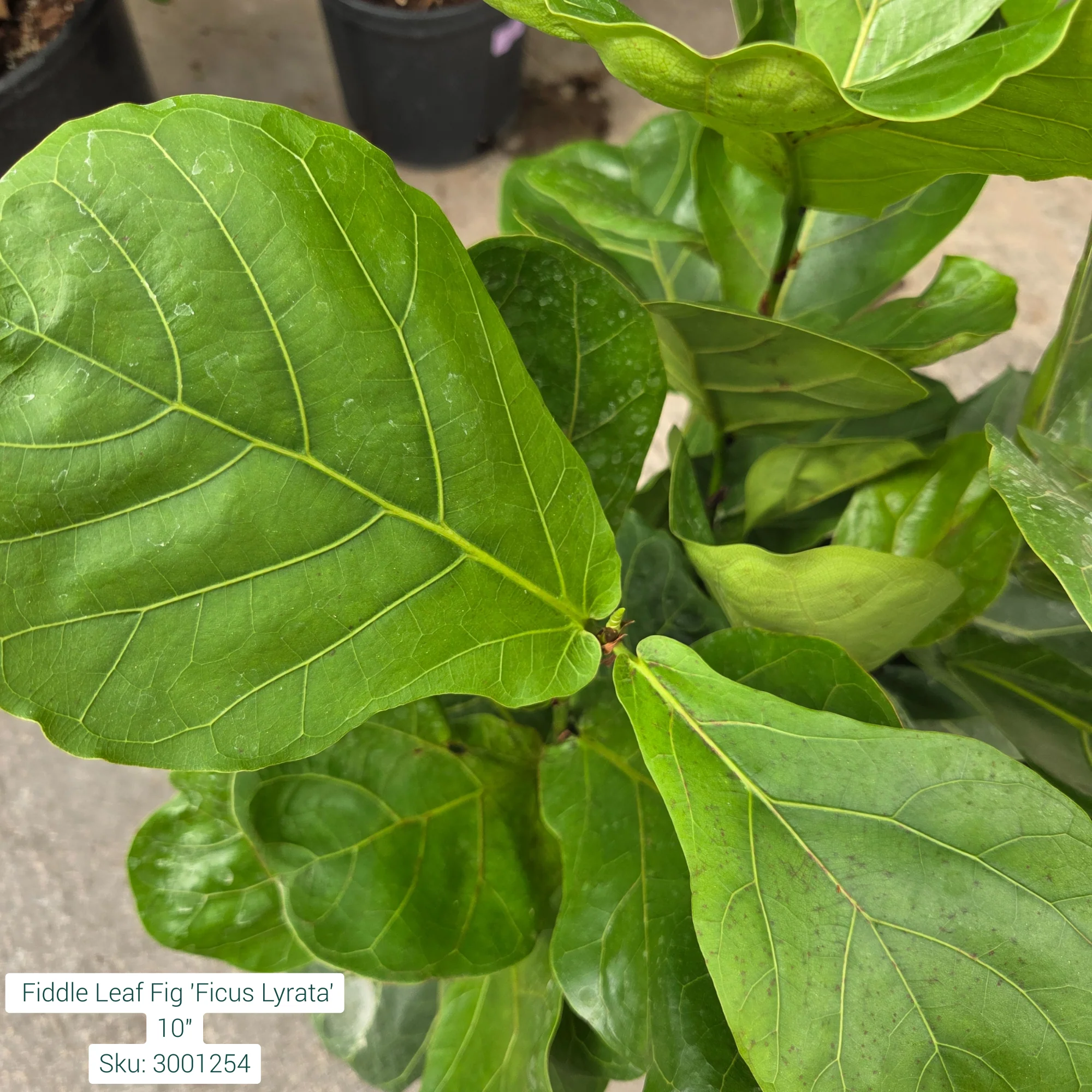 Fiddle Leaf Fig 'Ficus Lyrata' 10in Pot - Image 2