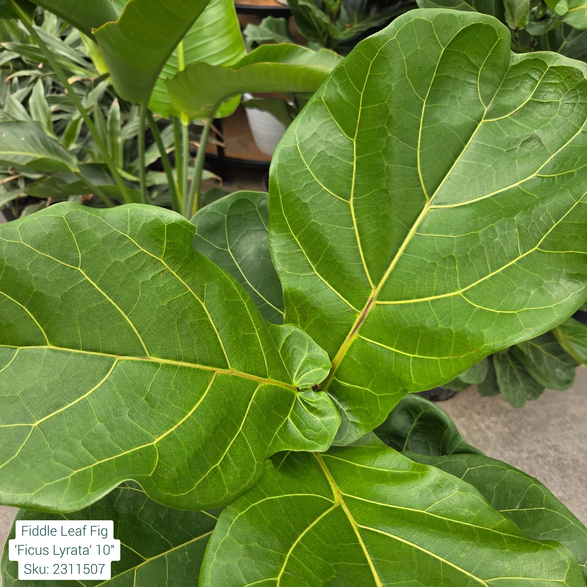 Fiddle Leaf Fig 'Ficus Lyrata' 10in Pot - Image 2