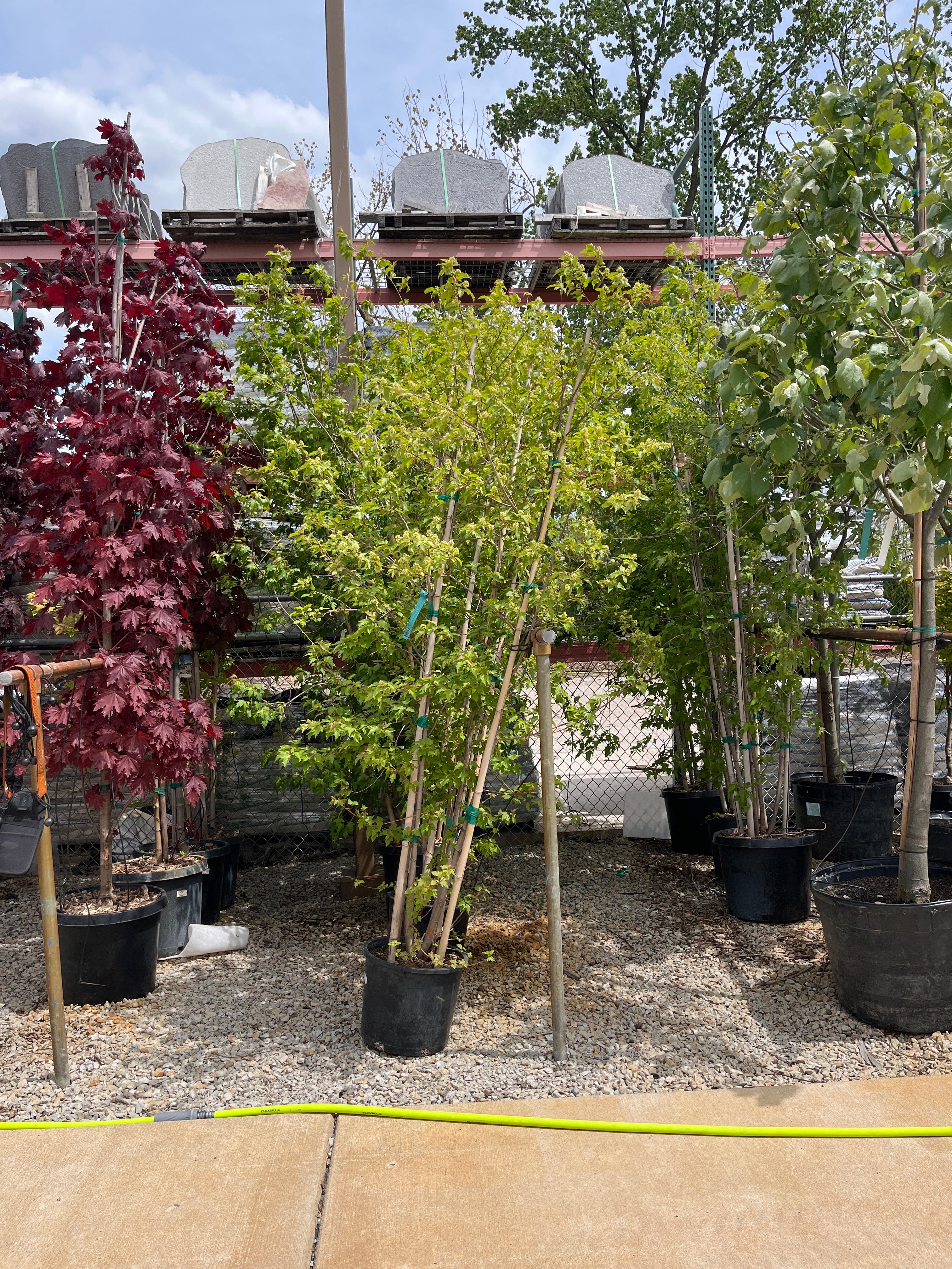 Flame Amur Maple - Acer ginnala - Potted Tree (Multiple Sizes) - Image 3