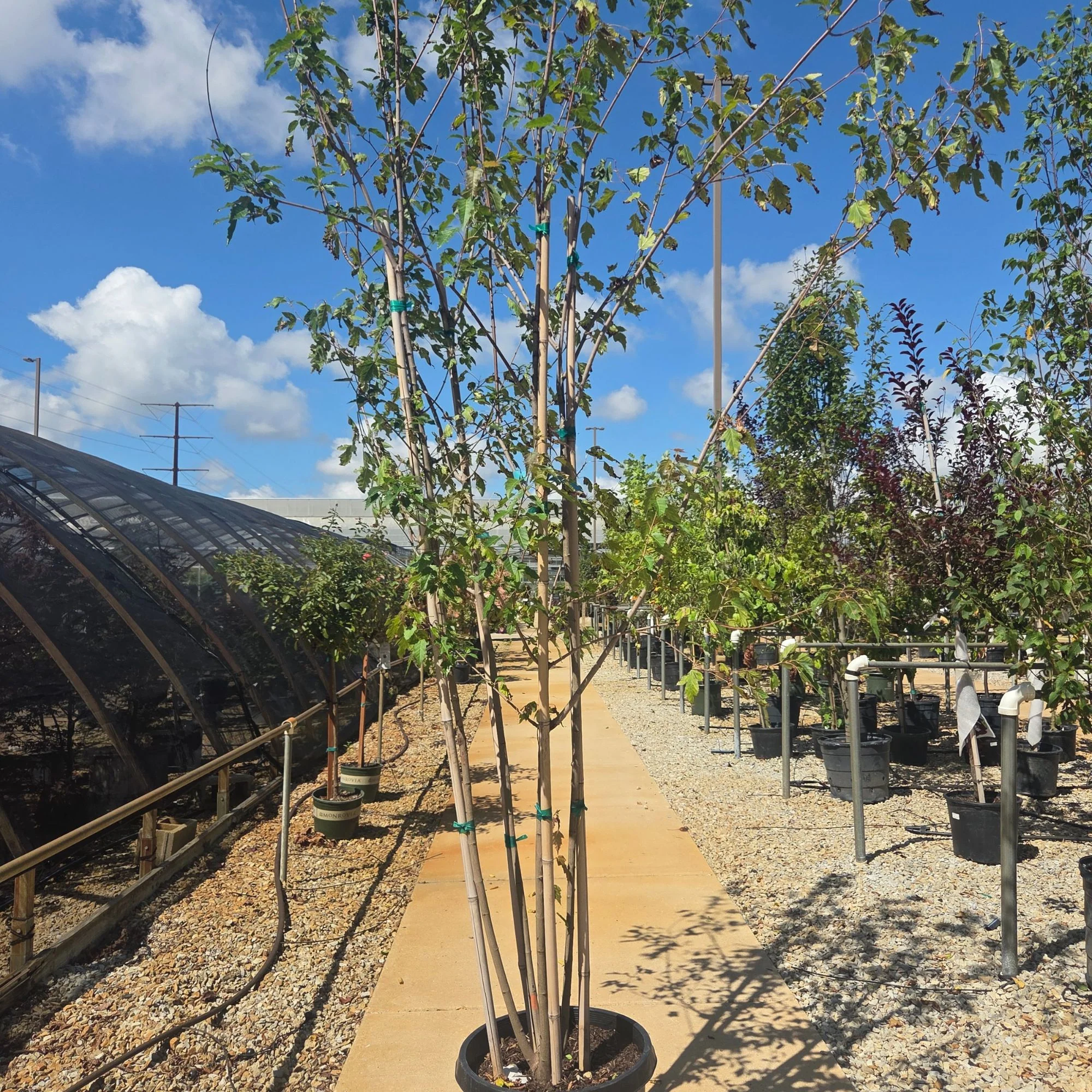 Flame Amur Maple - Acer ginnala - Potted Tree (Multiple Sizes) - Image 4