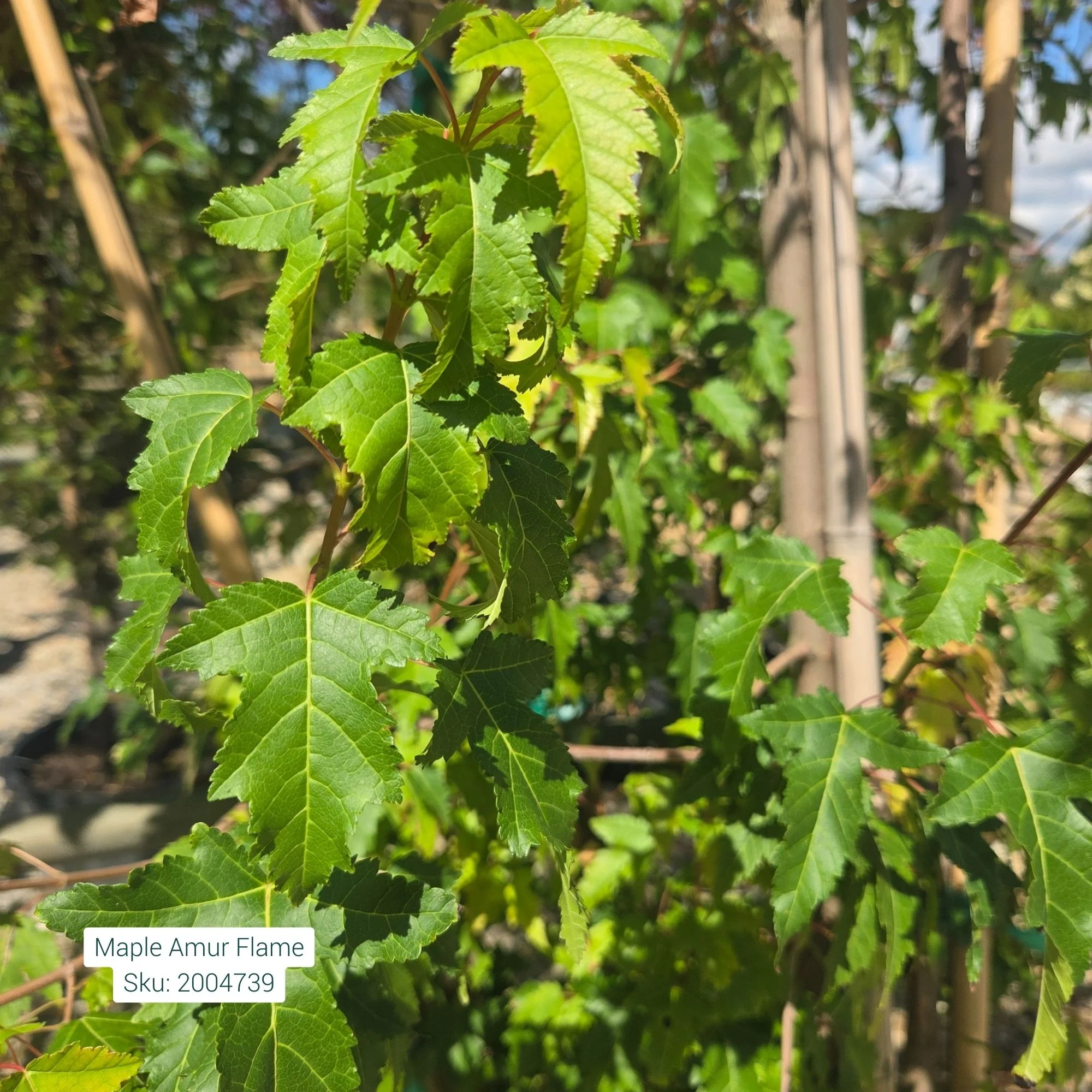 Flame Amur Maple - Acer ginnala - Potted Tree (Multiple Sizes) - Image 5