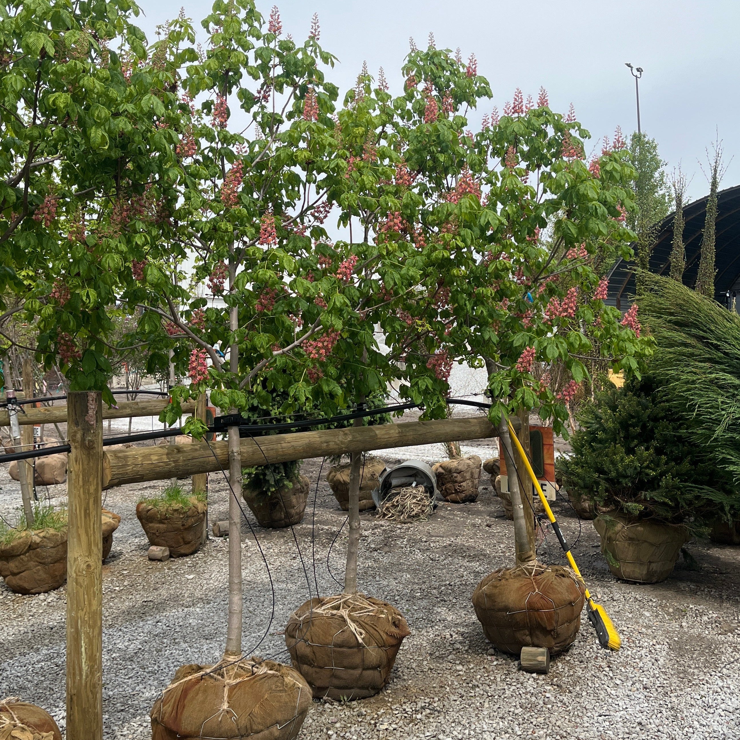 Fort McNair Red Horse Chestnut - Aesculus x carnea - Ball & Burlap Tree (Multiple Sizes)